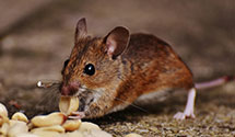 24 Hour & Emergency Exterminators in Selma, VA